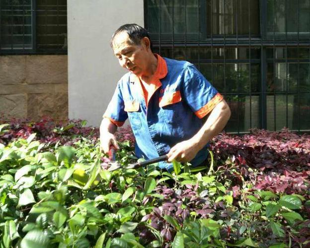 绿化养护服务 城市生态的守护者与提升之道