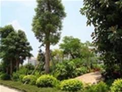 武汉绿化公司哪家好 众芳园艺供应专业的园林绿化养护-武汉市众芳园艺提供武汉绿化公司哪家好 众芳园艺供应专业的园林绿化养护的相关介绍、产品、服务、图片、价格武汉花卉租赁、武汉花卉租赁、武汉绿植租摆、武汉鲜花出租、武汉园林绿化养护、武汉绿化设计施工、